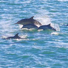 Dolphin Discovery