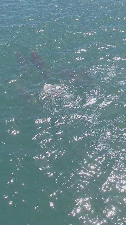 Dolphin Discovery